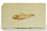 Bargain, Detailed Fossil Fish (Knightia) - Wyoming #340821-1